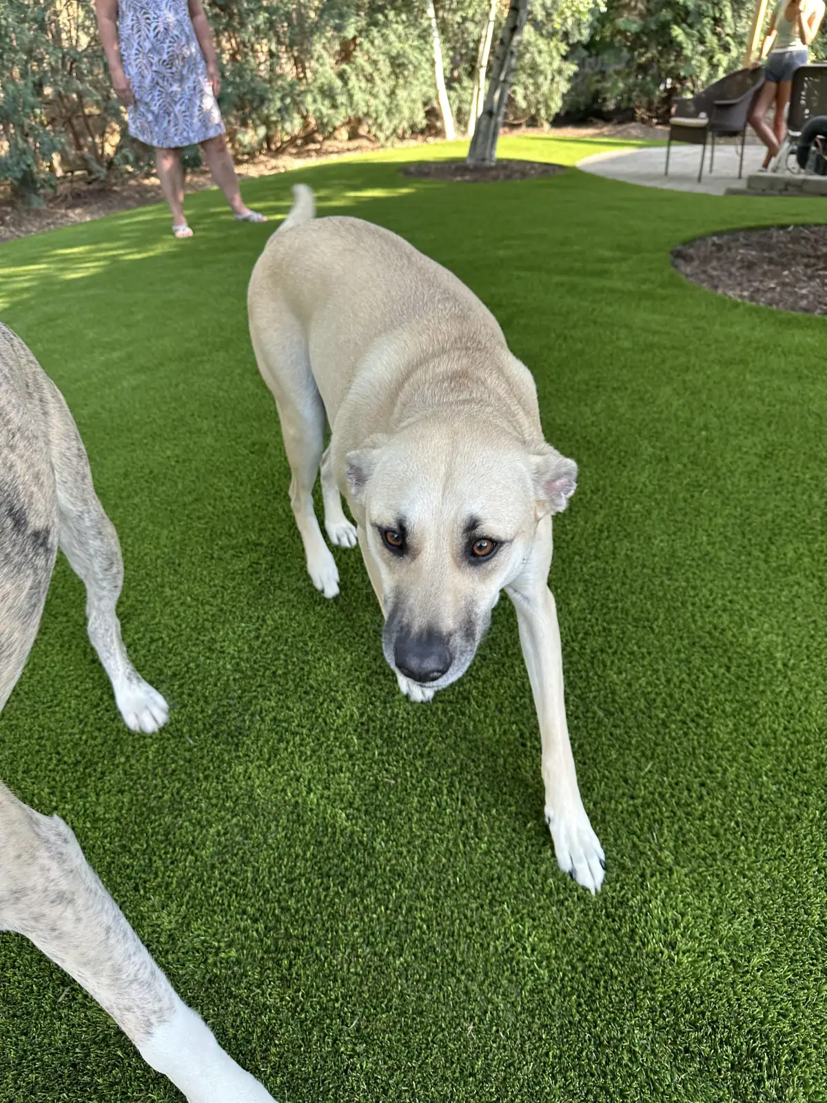 Dog playing on lush green pet-friendly artificial turf in Michigan