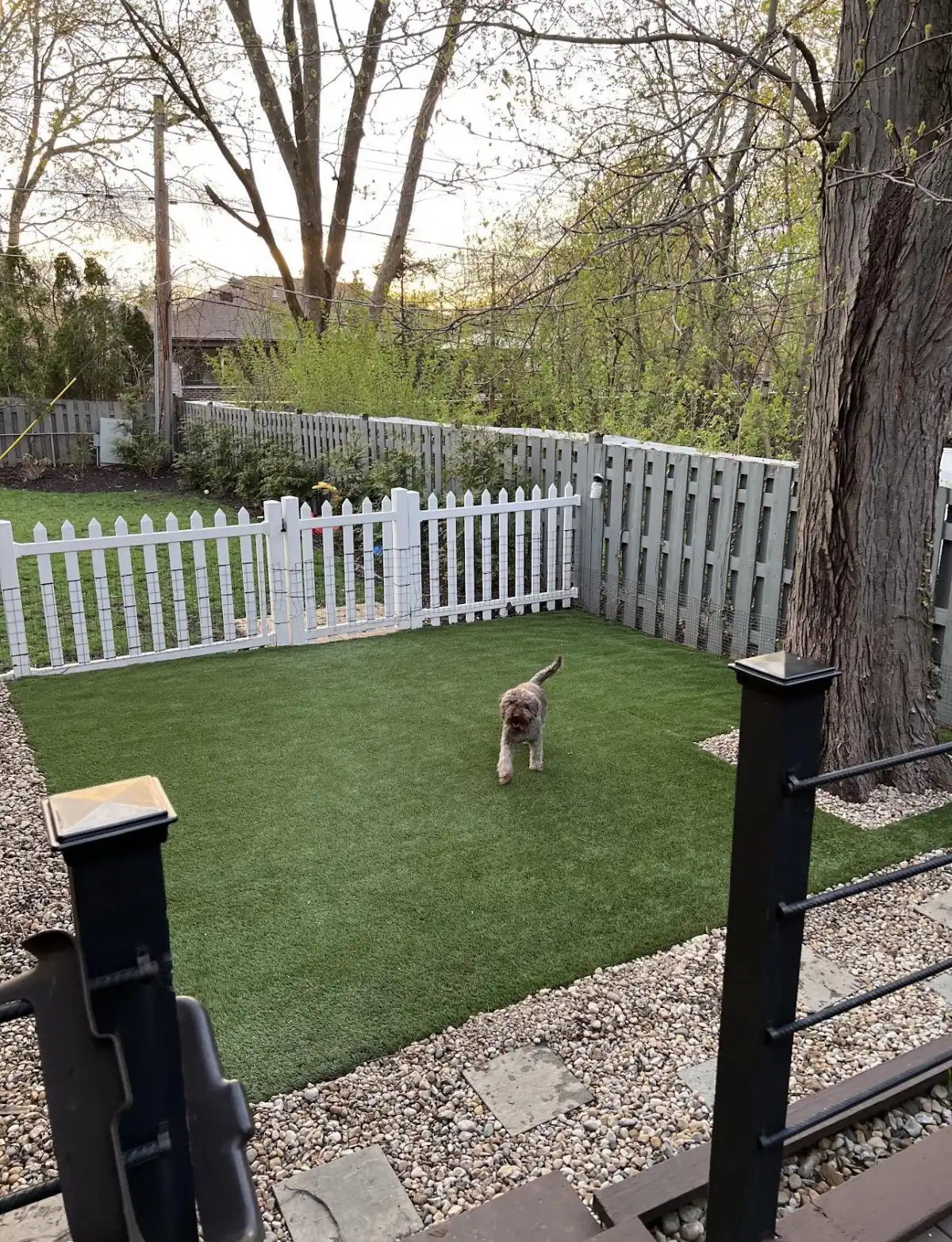 Small dog sitting on pet-friendly artificial turf in a fenced Michigan backyard